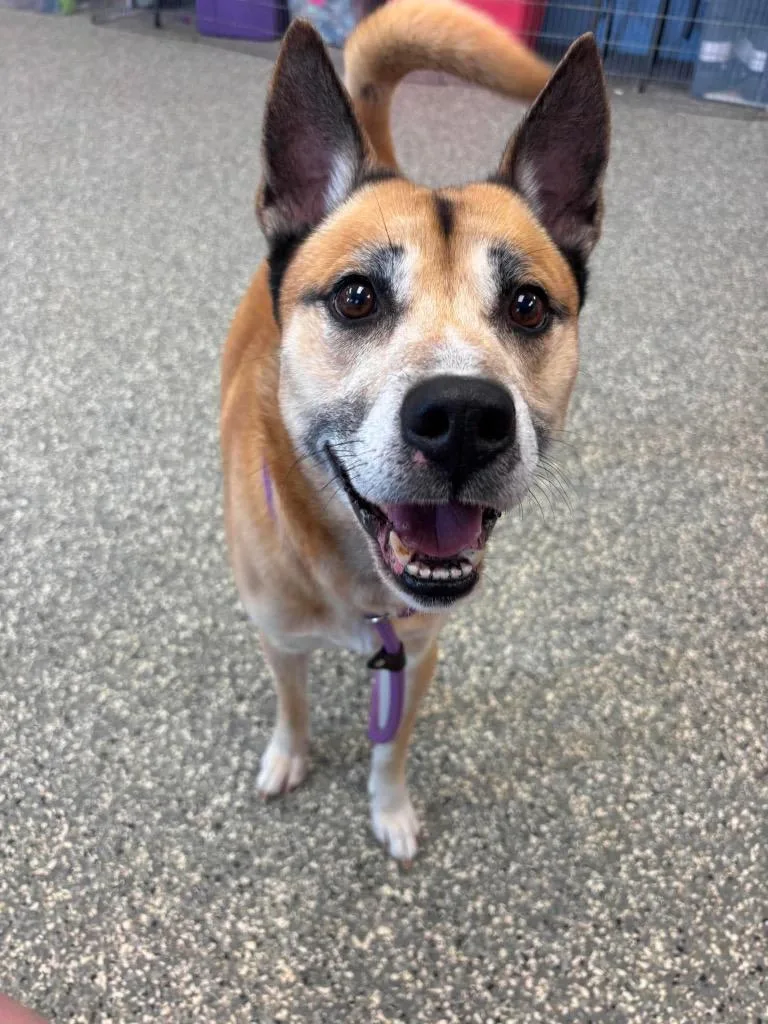 A young large-sized male Pit Bull Terrier dog named Benjamin for adoption in Liverpool, NY