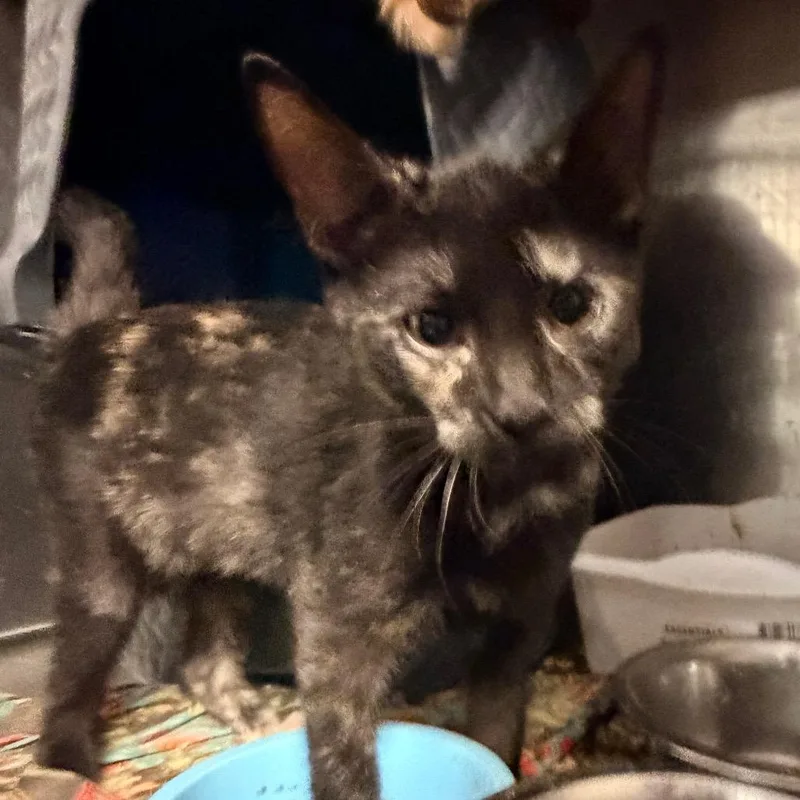 A baby small-sized female Tortoiseshell Domestic Short Hair cat named Skittles for adoption in Hemet, CA