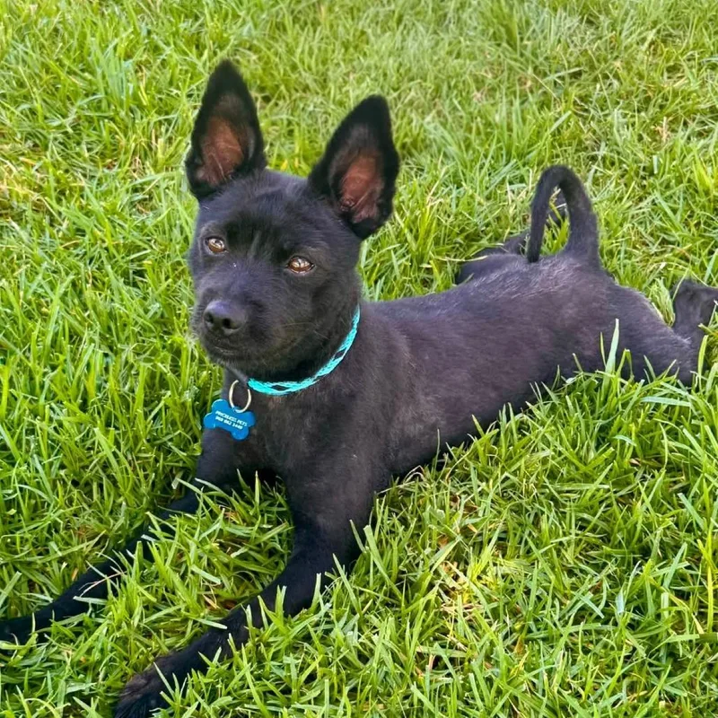 Bruce Wayne Chino