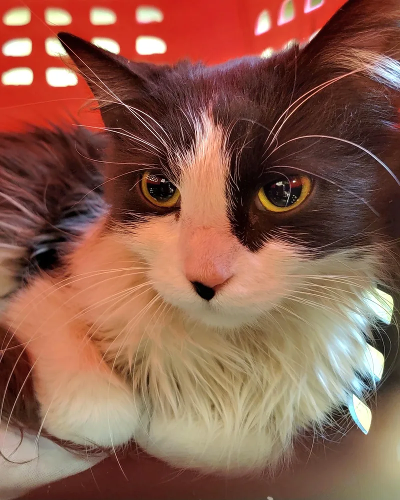 Benny