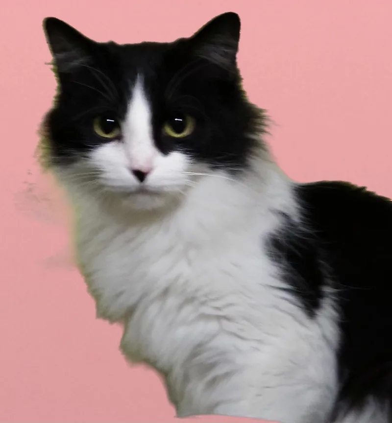 Benny thumbnail 3
