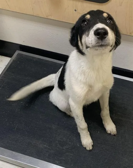 A baby small-sized male Border Collie dog named Van Gogh for adoption in Corpus Christi, TX