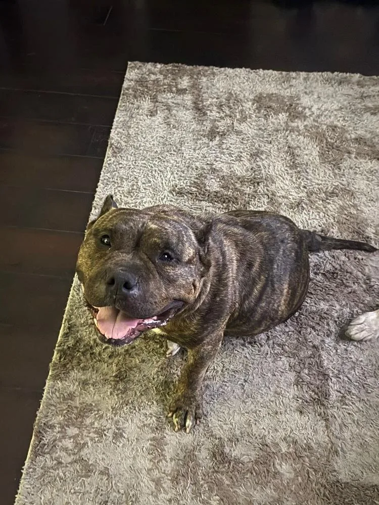 An adult medium-sized female Brindle American Bulldog dog named Remi for adoption in Lakeland, FL