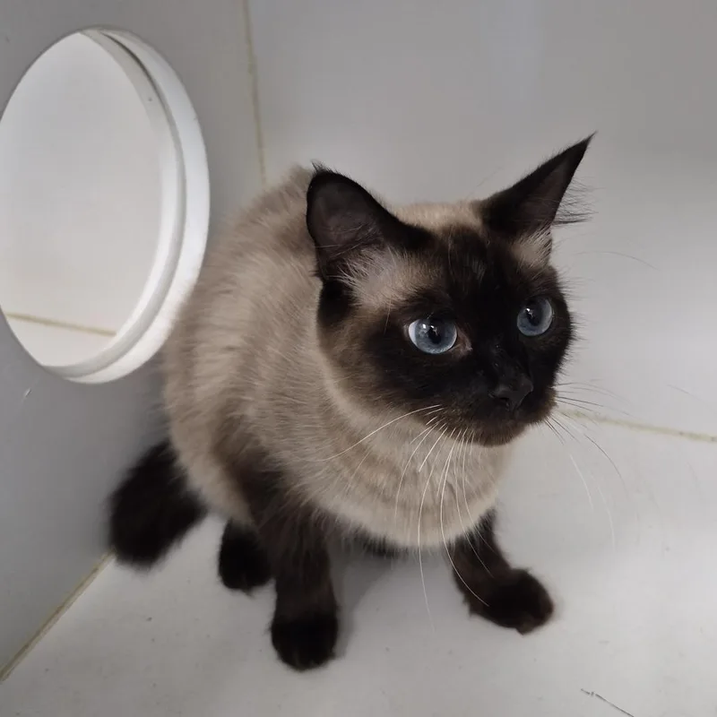 An adult small-sized female Siamese cat named TXACStray for adoption in Portland, TX