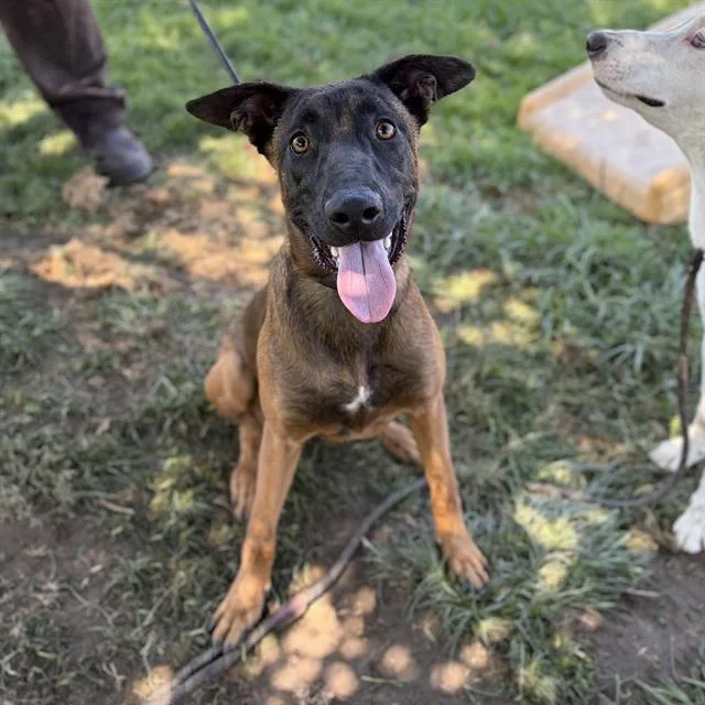 A young large-sized female Belgian Shepherd / Malinois dog named Vianey Arana for adoption in Modesto, CA