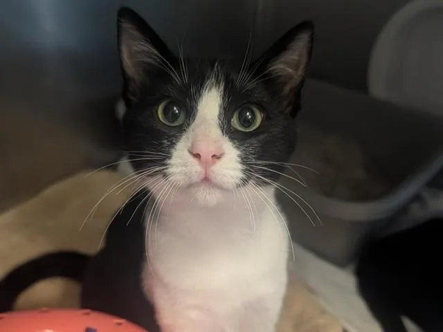 Fig