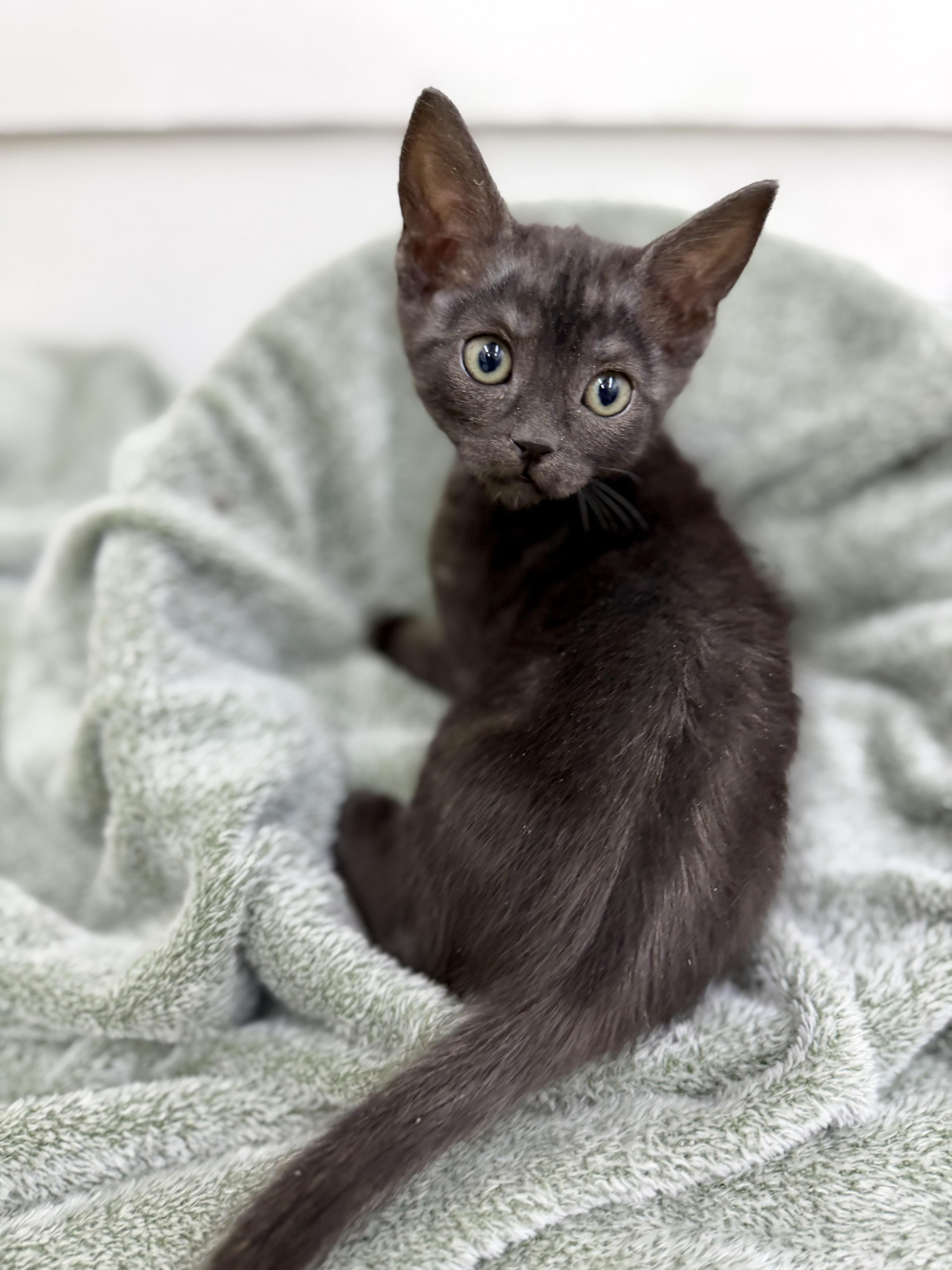 A baby medium-sized female Black Domestic Short Hair cat named Poppy for adoption in Sonora, CA