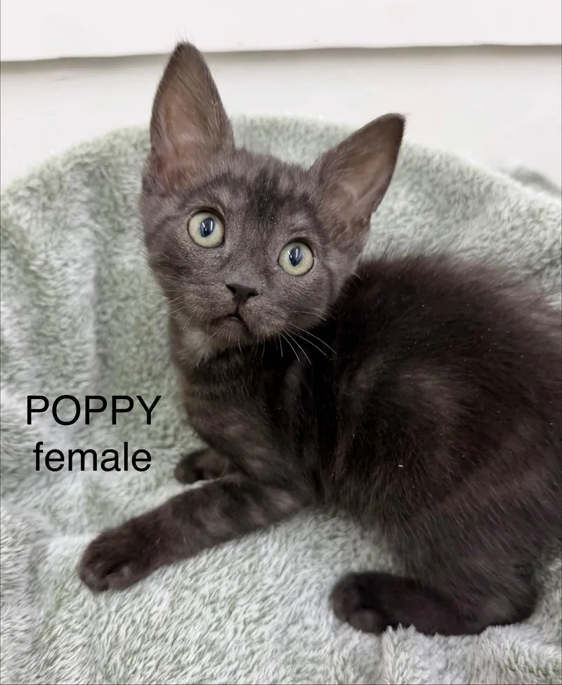 Poppy thumbnail 3