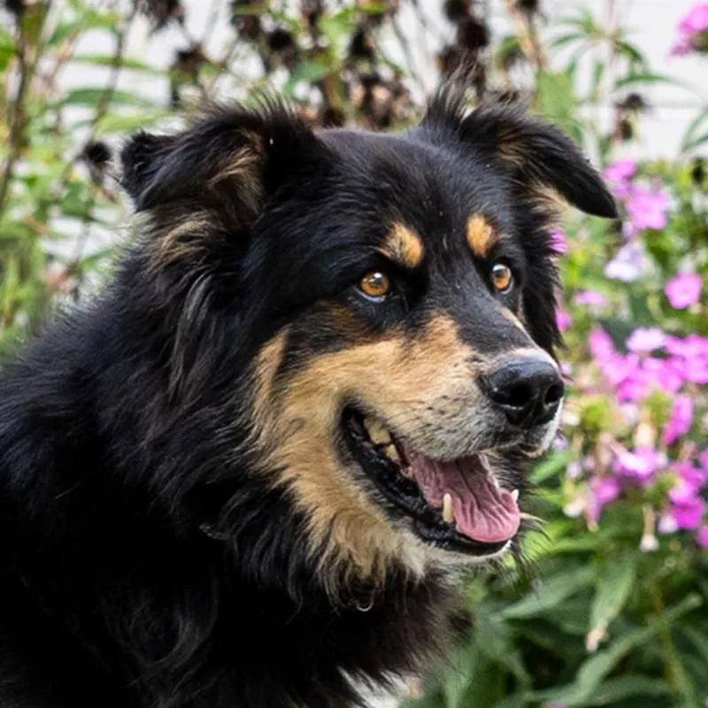 A senior large-sized male Bernese Mountain Dog dog named Lennox for adoption in Council Bluffs, IA