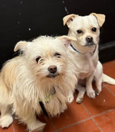 Brenda Lee thumbnail 2