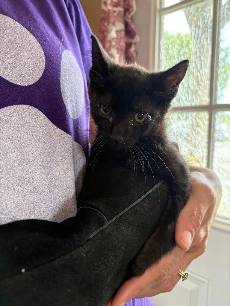 A baby medium-sized male Domestic Short Hair cat named Lil Kevin for adoption in Murray, KY
