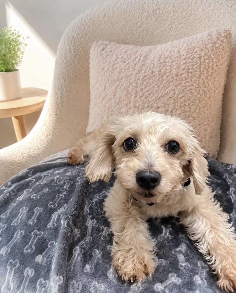 An adult small-sized female Morkie dog named Laurynn for adoption in Kutztown, PA