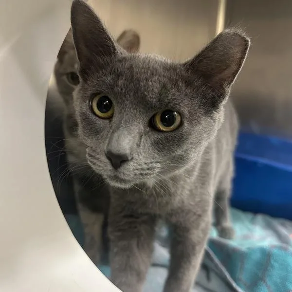 A baby medium-sized female Domestic Short Hair cat named Fedora for adoption in Walnut Creek, CA