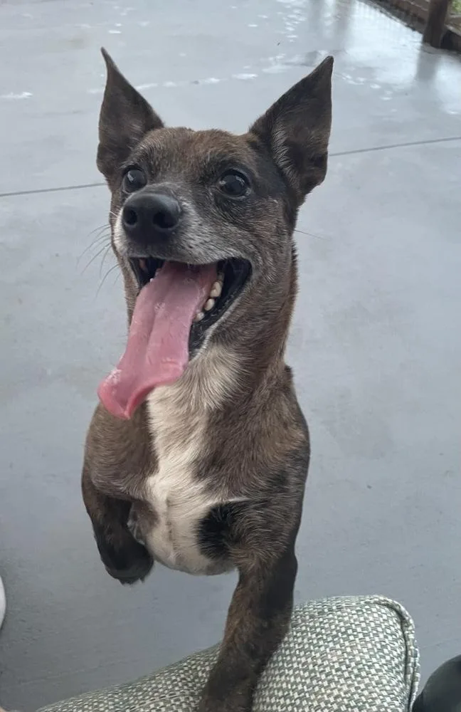 An adult small-sized male Chihuahua dog named Dewey for adoption in Winter Garden, FL