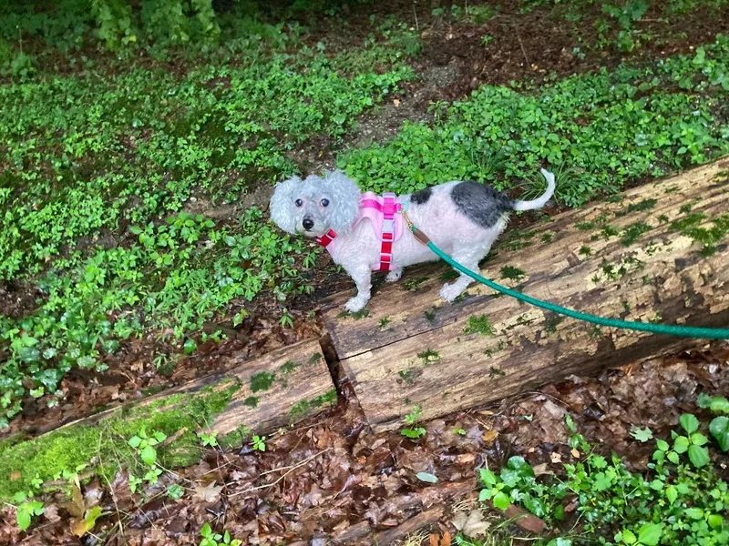 A senior small-sized female Mixed Breed dog named Mia for adoption in Hyde Park, NY