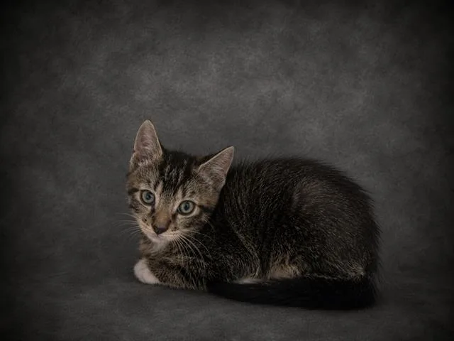 A baby small-sized female Domestic Short Hair cat named Grimm for adoption in Winter Haven, FL