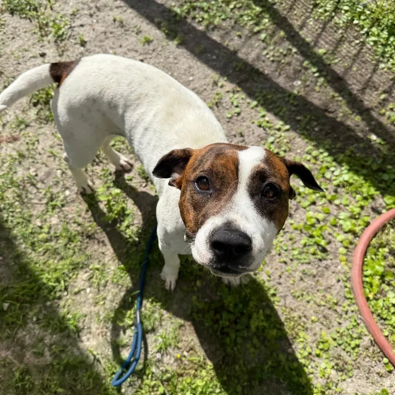 An adult medium-sized female White / Cream Mixed Breed dog named Butterscotch for adoption in Naples, FL