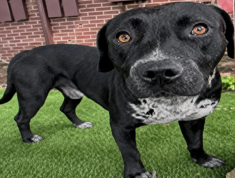 An adult medium-sized male Labrador Retriever dog named Rex for adoption in Holly Springs, NC