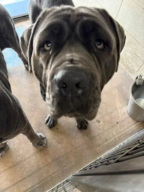 An adult large-sized female Neapolitan Mastiff dog named Stella Brennan for adoption in Burbank, CA