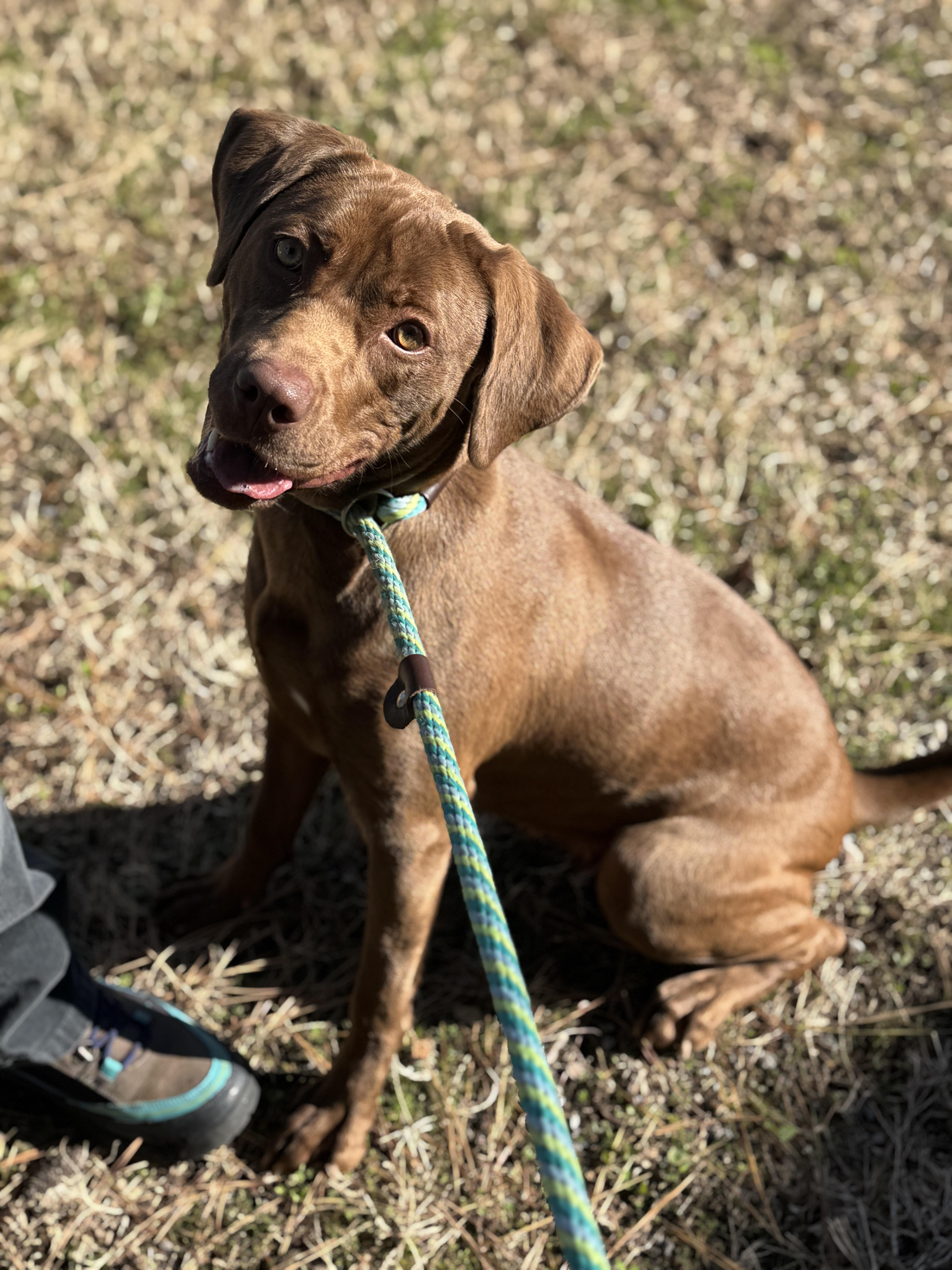 Pine Cone thumbnail 3