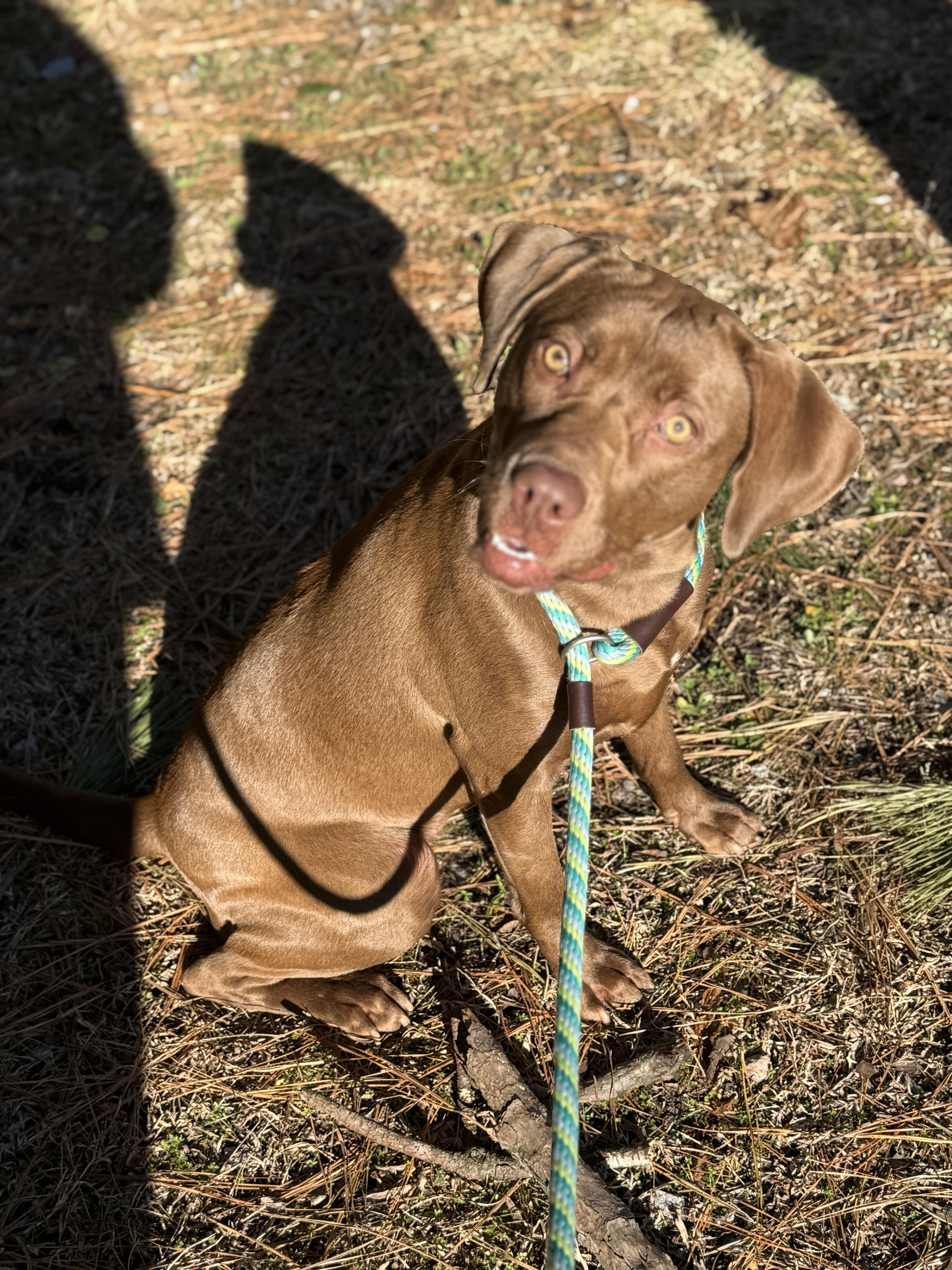 Pine Cone thumbnail 6