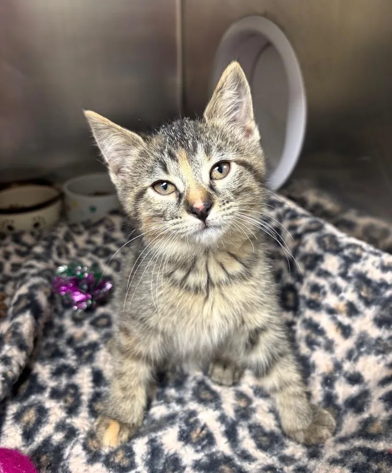 A baby medium-sized female American Shorthair cat named Cakes for adoption in Findlay, OH