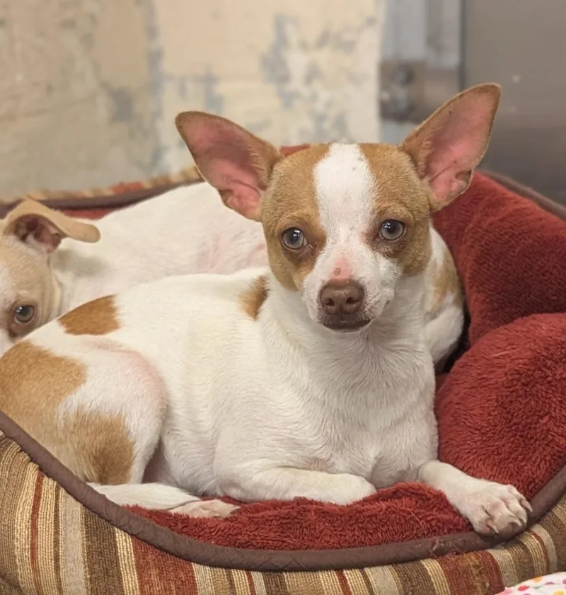 A young small-sized female Chihuahua dog named Madi for adoption in Seven Points, TX