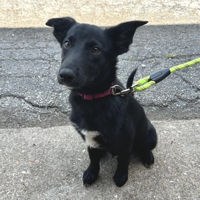 A baby medium-sized female Black Labrador Retriever dog named Queen DI for adoption in Union, MO
