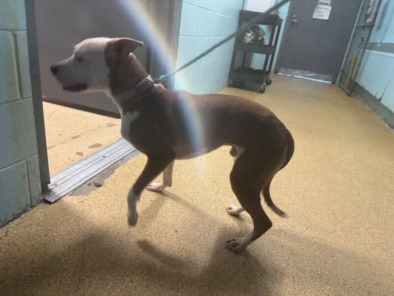 An adult medium-sized female Brown / Chocolate Mixed Breed dog named Mr. Willow for adoption in Cincinnati, OH