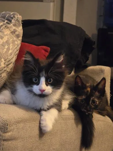 A baby medium-sized male Black & White / Tuxedo Domestic Medium Hair cat named Cannoli for adoption in Liverpool, TX