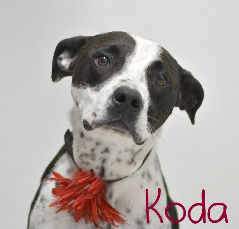 Koda