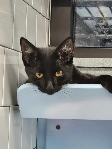 A young medium-sized female Domestic Short Hair cat named Pepsi for adoption in Roanoke, VA