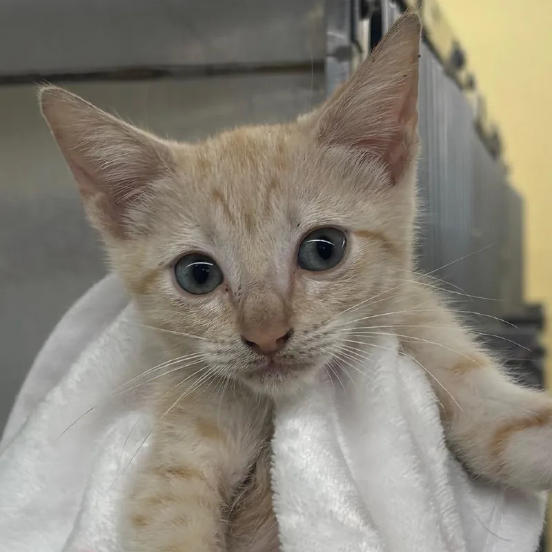 A baby medium-sized female Domestic Short Hair cat named Honey for adoption in West Palm Beach, FL