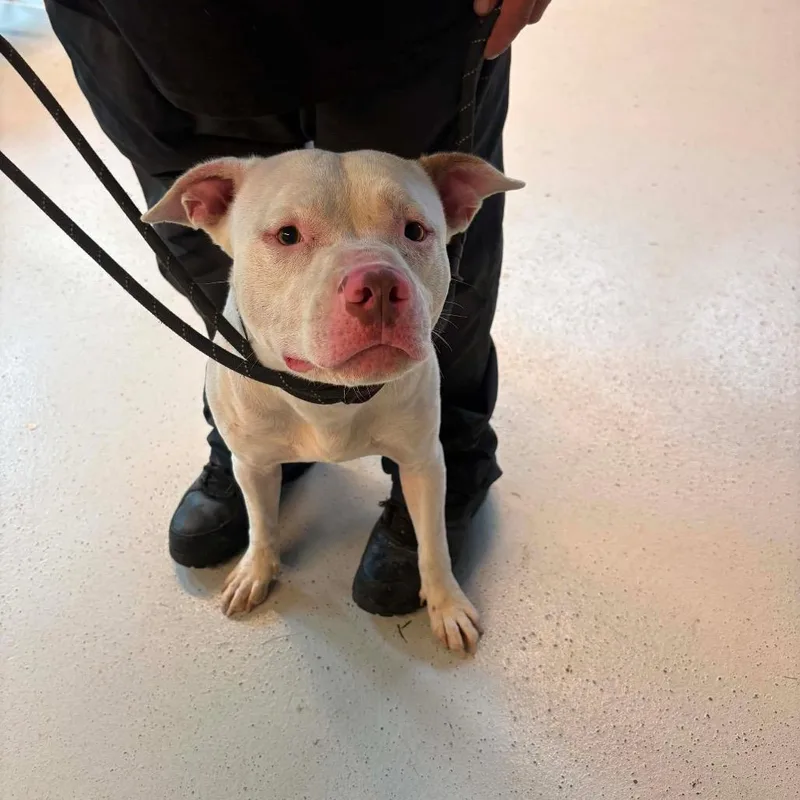 An adult medium-sized female White / Cream Mixed Breed dog named Mariah Stray Hold for adoption in Huntington, WV