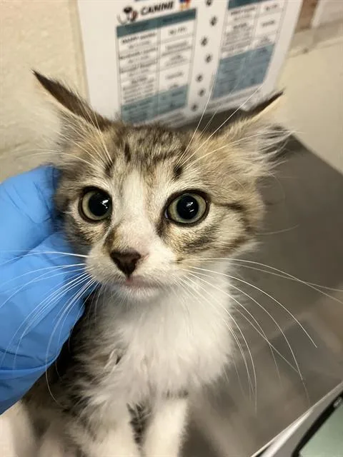 A baby small-sized male Domestic Short Hair cat named Brett for adoption in Long Beach, CA