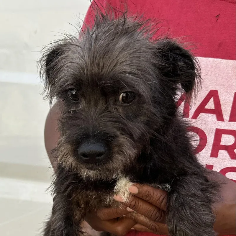 Crockett Local April