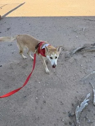An adult medium-sized female Yellow / Tan / Blond / Fawn Shepherd dog named Chutney for adoption in El Paso, TX