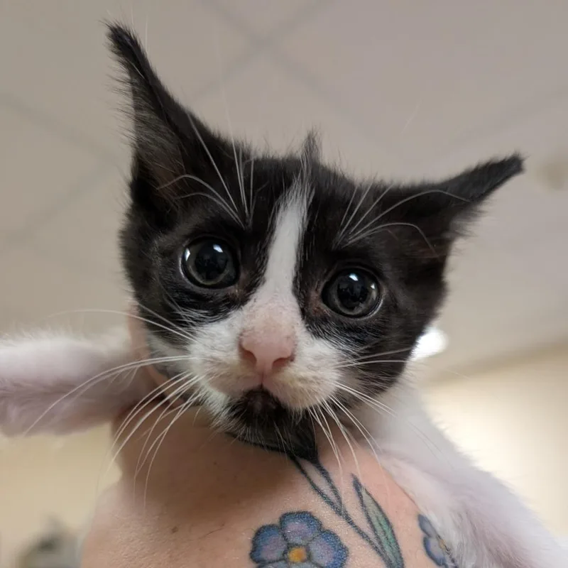 A baby small-sized female Black Domestic Short Hair cat named Lily for adoption in Titusville, FL