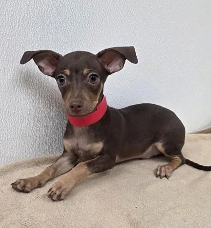 A young small-sized male Chihuahua dog named Fettuccini for adoption in Phoenix, AZ