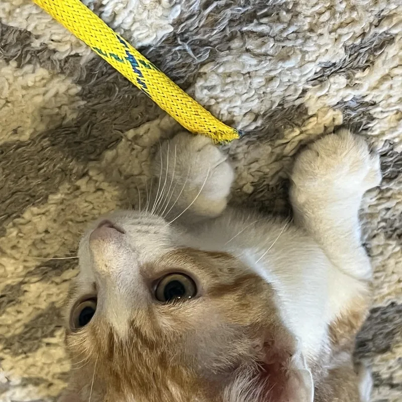 A young medium-sized male Orange & White Domestic Short Hair cat named Tango for adoption in Louisville, KY