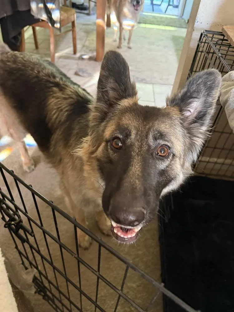 A young large-sized female German Shepherd Dog dog named Sierra for adoption in Shingle Springs, CA