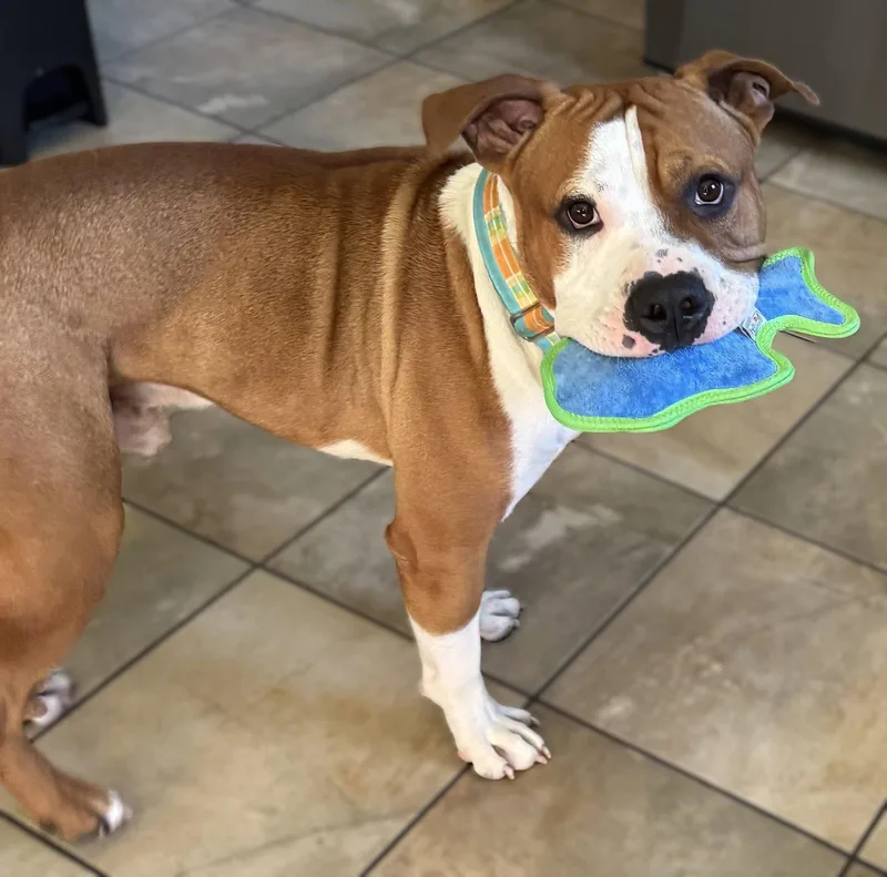 A young medium-sized male Pit Bull Terrier dog named Mellow for adoption in Framingham, MA