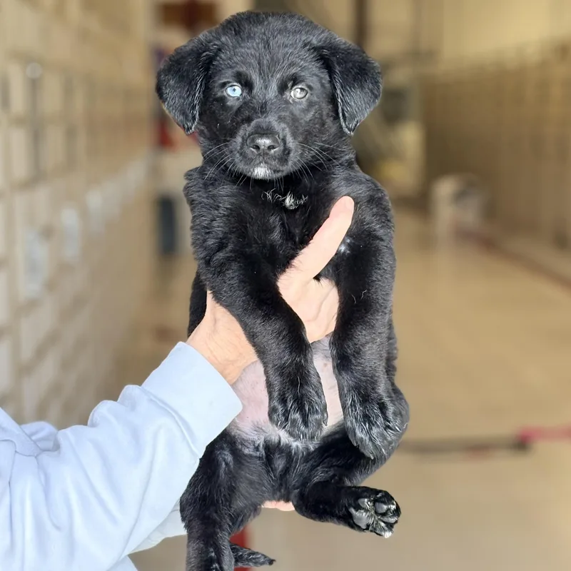 A baby medium-sized male Black Labrador Retriever dog named Trent for adoption in Chicago, IL
