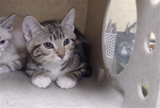 A baby small-sized male Domestic Short Hair cat named Rocket for adoption in Denver, CO