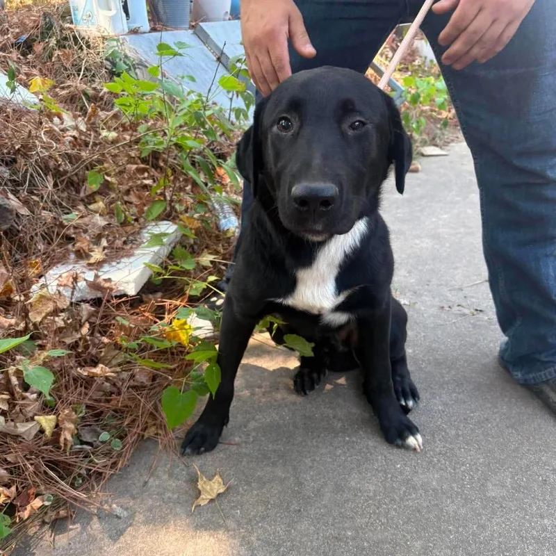 A young medium-sized male Black Labrador Retriever dog named Dean for adoption in Hackett, AR