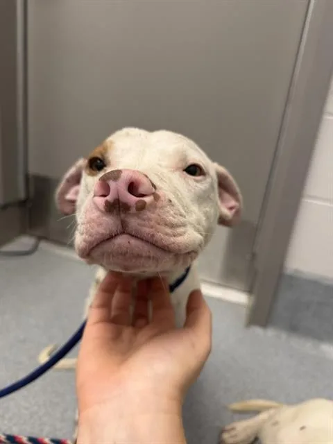 A young medium-sized male Pit Bull Terrier dog named Sal for adoption in Indianapolis, IN