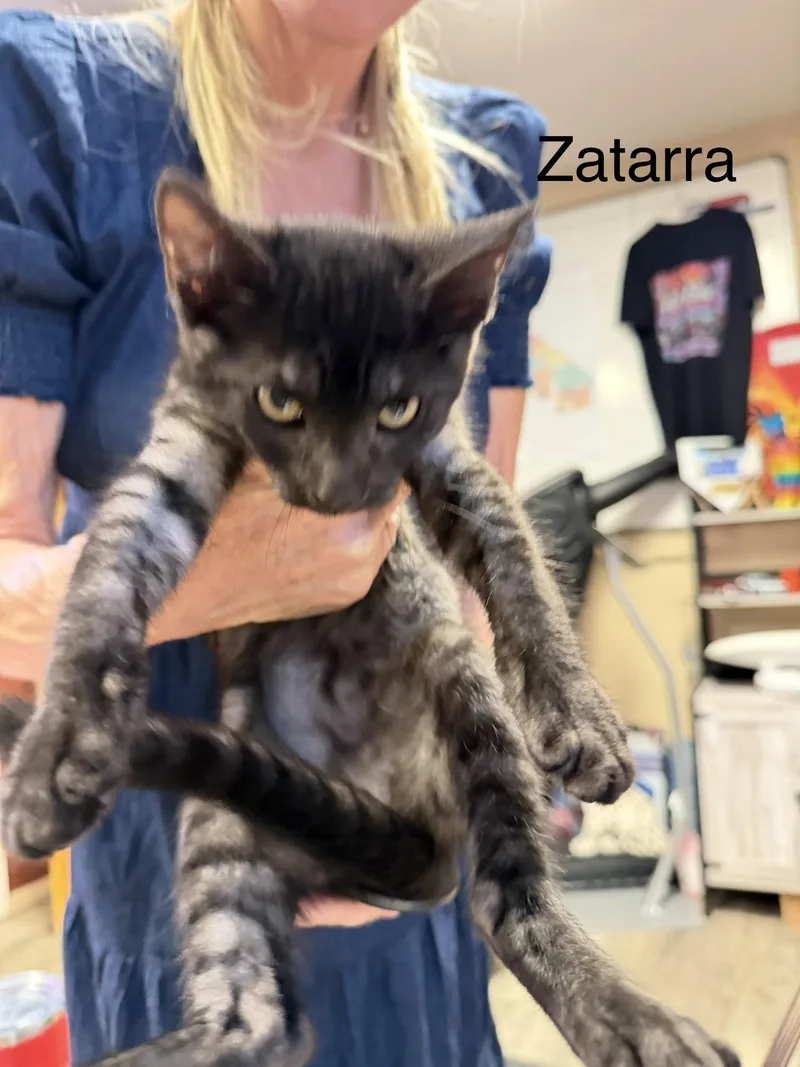 Zatarra thumbnail 2