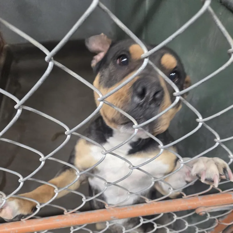 An adult medium-sized female American Staffordshire Terrier dog named Astrid for adoption in Carlin, NV