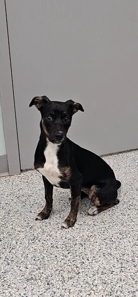 A baby small-sized male Terrier dog named Nezuko for adoption in Athens, TN