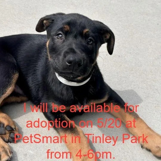 A baby small-sized male Black Mixed Breed dog named Cosmo for adoption in Matteson, IL